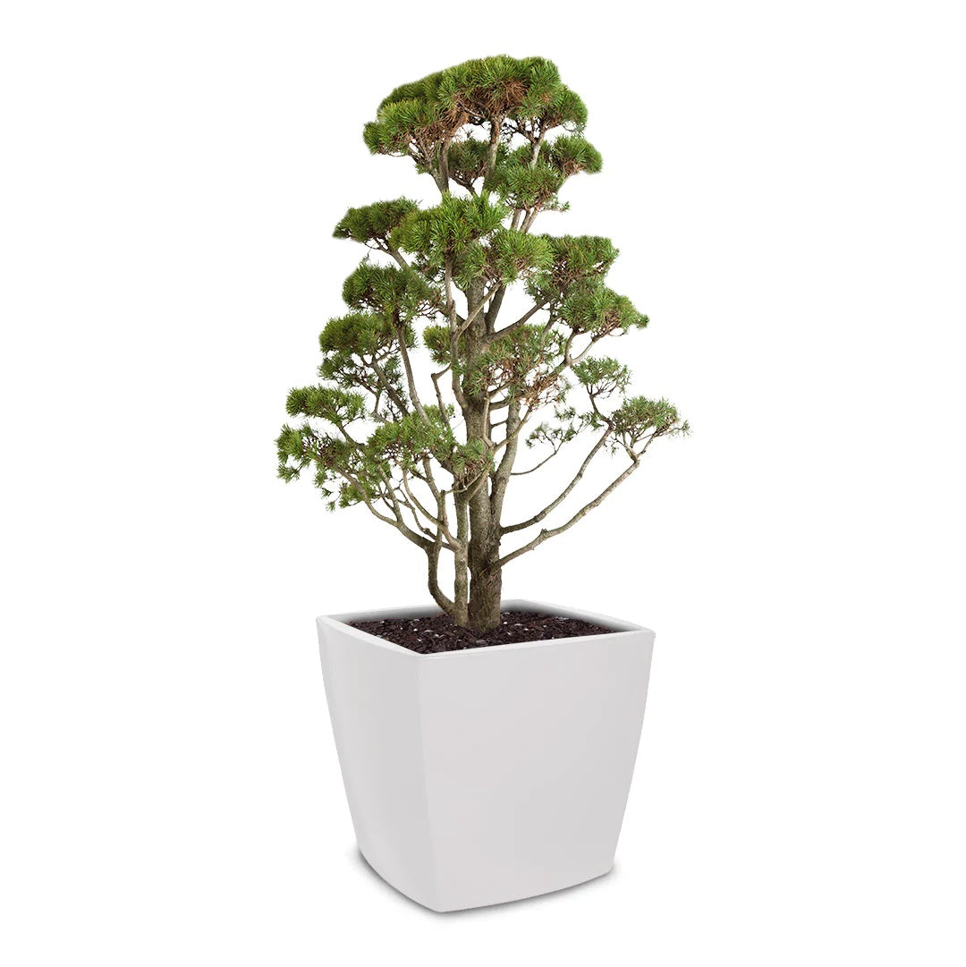 Pot à plantes Trevia carré