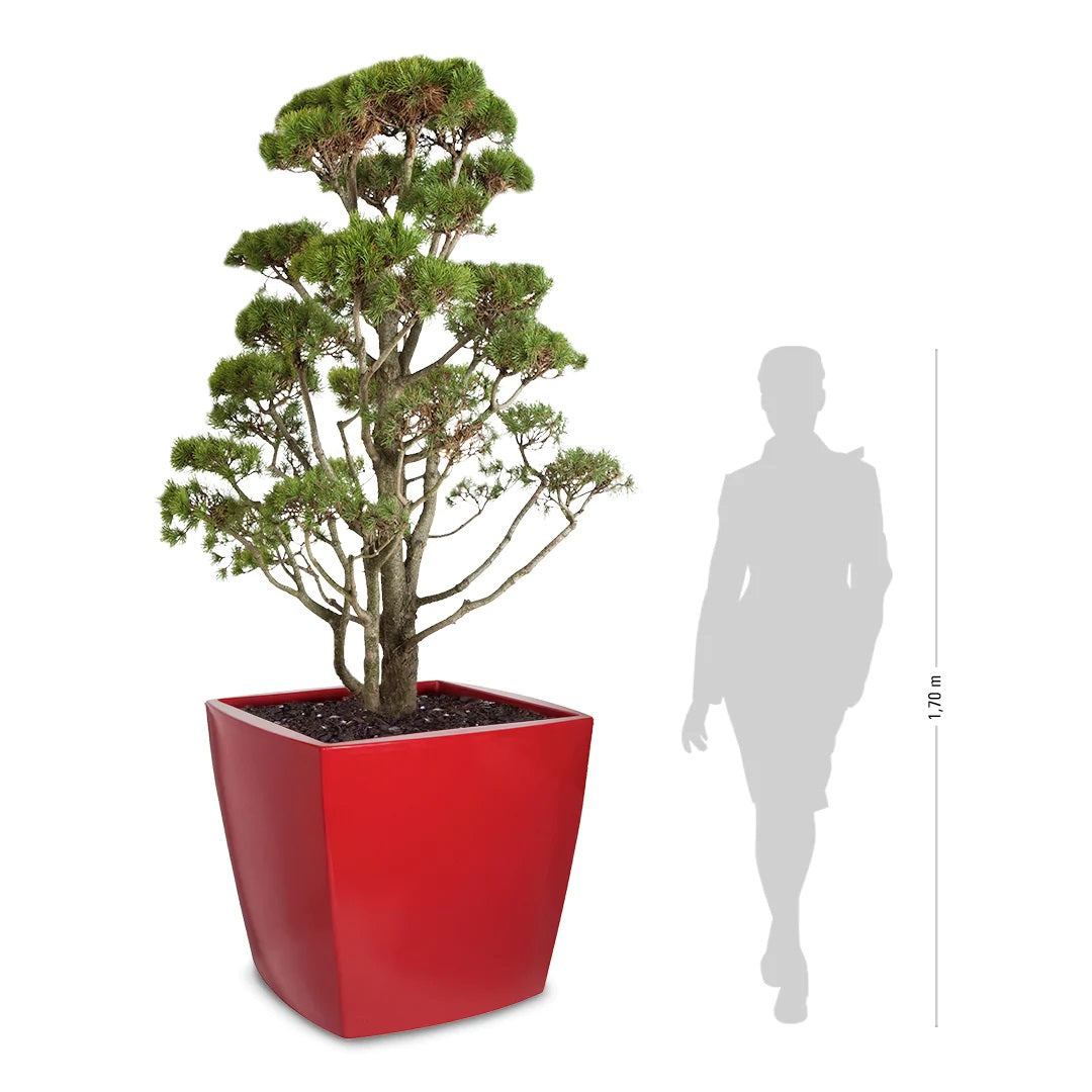 Pot à plantes Trevia carré