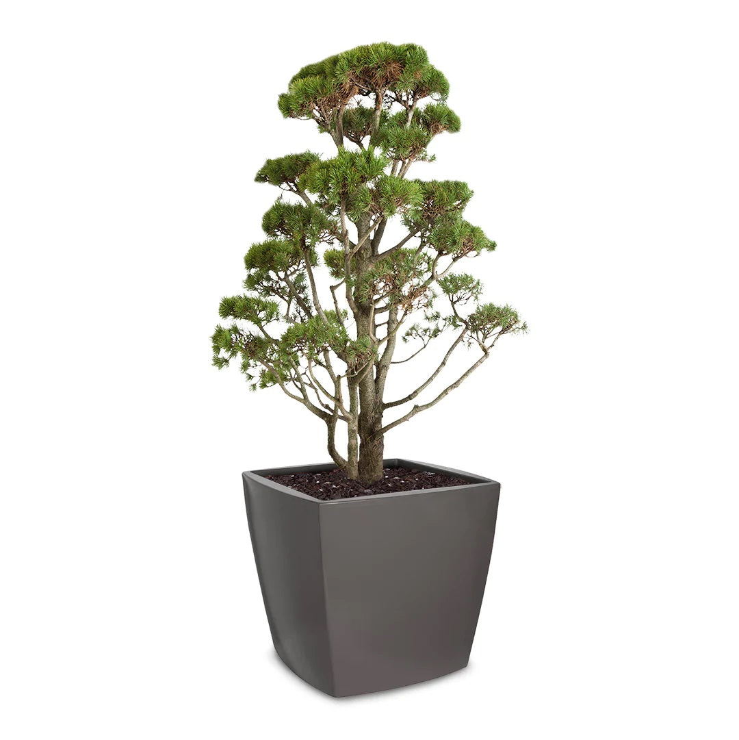 Pot à plantes Trevia carré